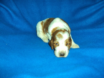 Agnes